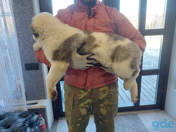 Животные, фотография 1