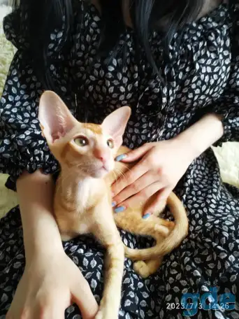 Ориентальные котята, фотография 2