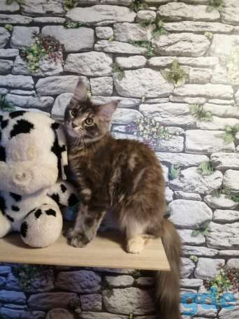 Мейн кун, фотография 3