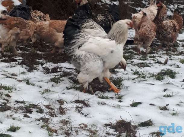 Продам молодых петухов породы Брама, фотография 1
