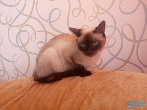 продам сиамскую кошку, фотография 2