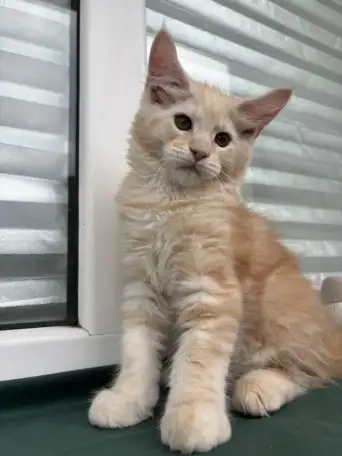 Котенок мейн кун, фотография 2