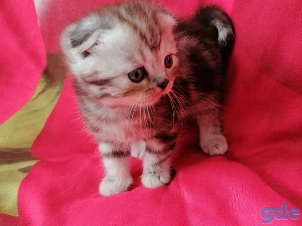 Шотландские котята, фотография 3