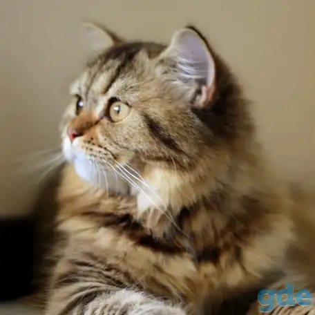 Шотландский котенок, фотография 3