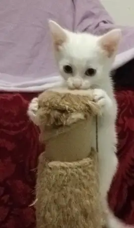 Красивые котята в дар, фотография 7