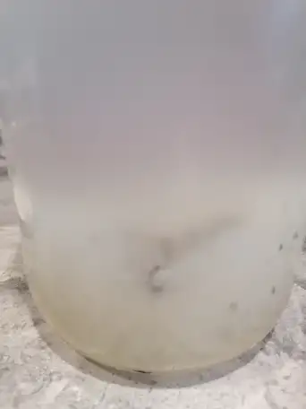 Индийский морской рис, фотография 1