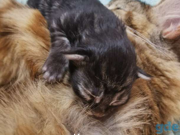 Котята мейн-кун родились 14 февраля 2021 года, фотография 2