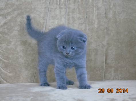Шотландские котята, фотография 2