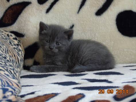 Шотландские котята, фотография 5