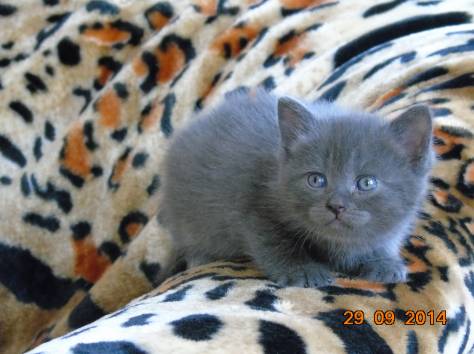 Шотландские котята, фотография 6