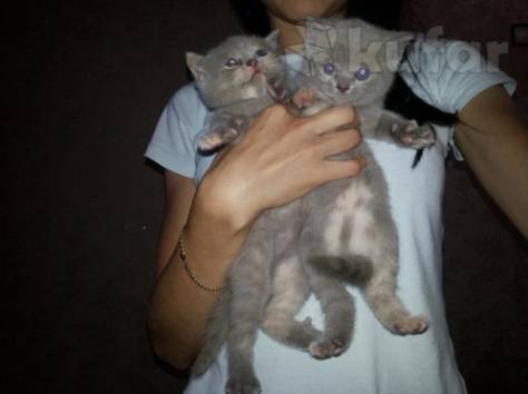 Шотландские котята, фотография 2