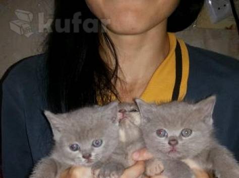 Шотландские котята, фотография 3