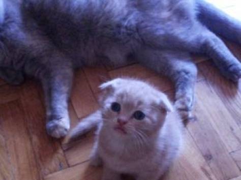 Шотландские котята, фотография 4
