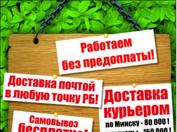 Садовые растения от лучших производителей Европы и РБ. , фотография 2