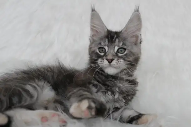Кошечка породы мейн-кун., фотография 2