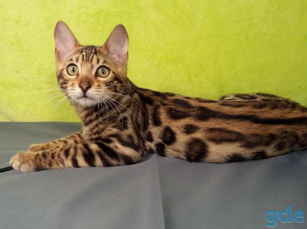 Бенгальский котенок, фотография 3
