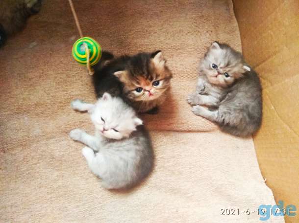 Персидские котята. Мальчики и девочка., фотография 7