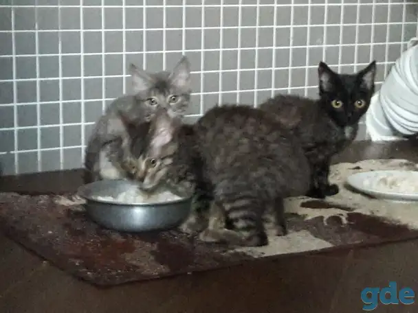 Котята, фотография 2