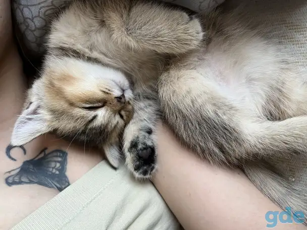 Шотландские вислоухие котята, фотография 2