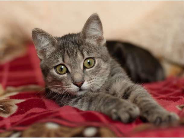 Котёнок в дар, фотография 3
