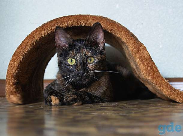 Кики ищет дом. Котенок 6 месяцев, фотография 3