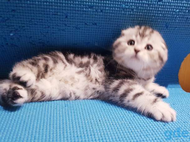 Вислоухие шотландские котята., фотография 5