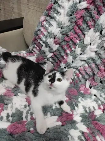 Котята в добрые руки, фотография 6