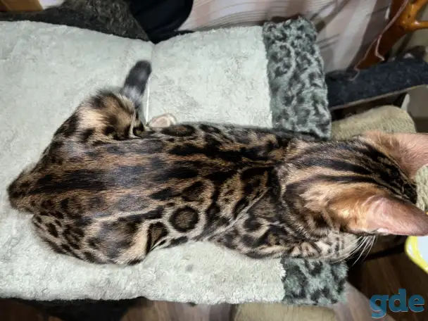 Бенгальский котенок, фотография 1