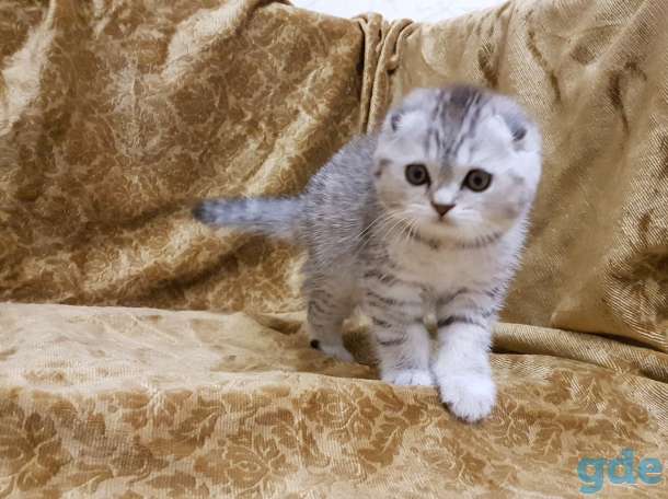 Шотландские Вислоухие и Прямоухие котята, фотография 2
