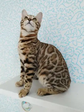 бенгальские котята, фотография 3