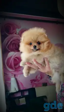 Померанский шпиц, щенки. Мини мишки, фотография 5
