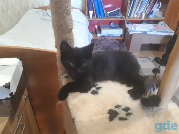 Котёнок в добрые руки, фотография 3
