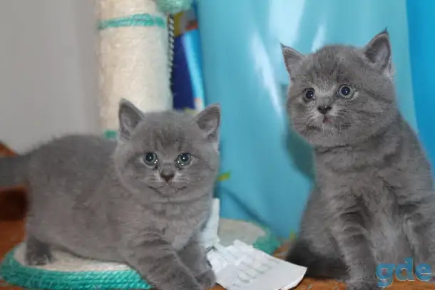 Британские котята, фотография 3