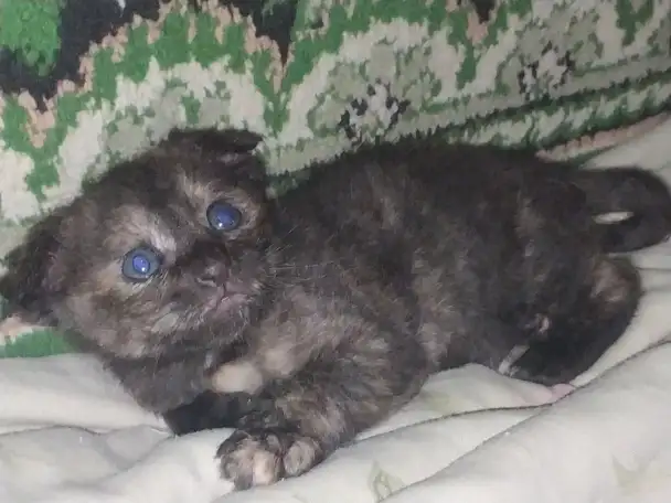 Котята девон рекс, фотография 2