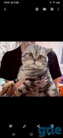 Шотландские котята, фотография 10