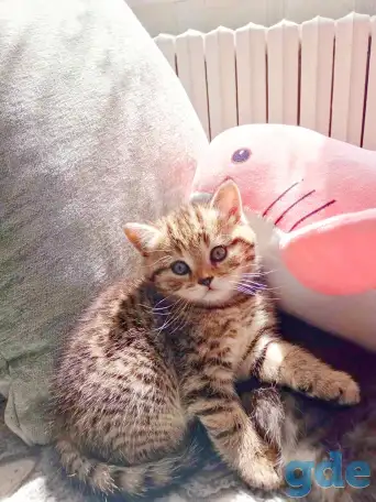 Шотландские котята, фотография 2