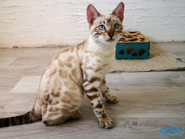 Бенгальские котята, фотография 1