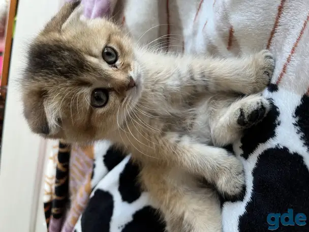 Котята Шотландские вислоухие, фотография 4
