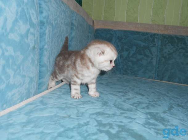 котята, фотография 7
