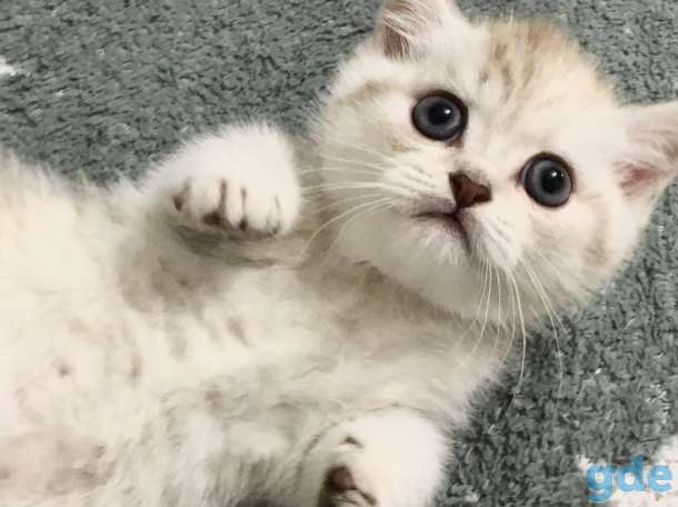 Котята, фотография 4