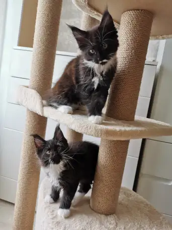 Котятa Мейн Куны из серцифицированного питомника, фотография 3