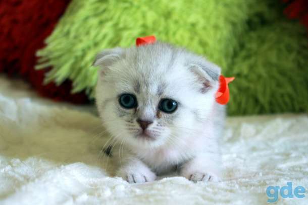 Шотландские котята, фотография 3