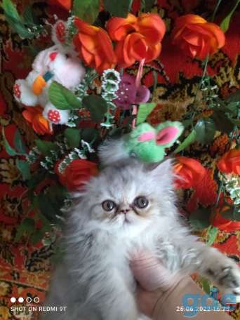 Персидские котята экстремального типа чистокровные.Персы.Котята., фотография 8