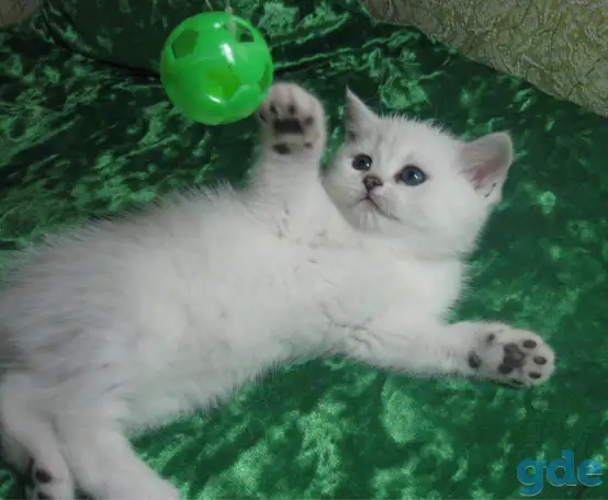 Британские котята, фотография 2
