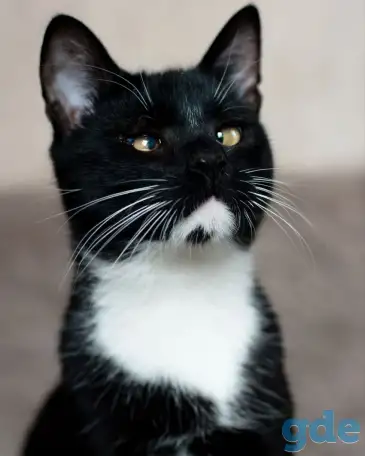 Котик в добрые руки, фотография 4