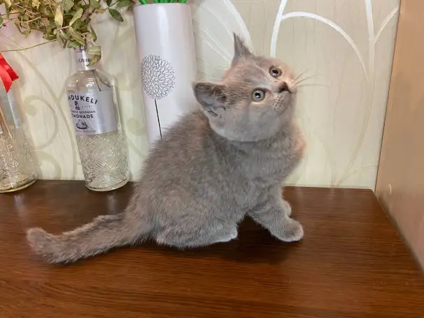 Британские котята, фотография 2