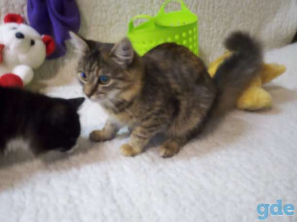 Котят в заботливые руки, фотография 2