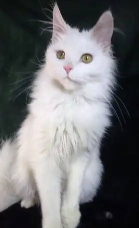 Девочка Мейн Кун, фотография 1