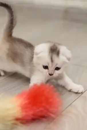 Котята шотландские, фотография 10