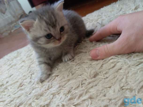 Шотландские котята, фотография 1